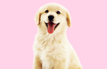 Top 10 Innovative Pet Products Every Pet Owner Needs in 2025