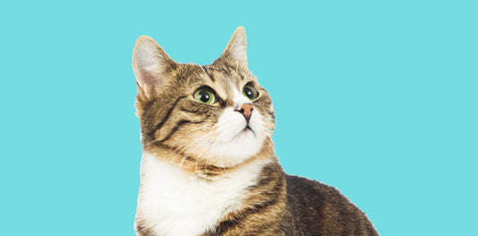 The Ultimate Pet Care Guide: Tips, Essentials, and Must-Have Products for Happy Pets