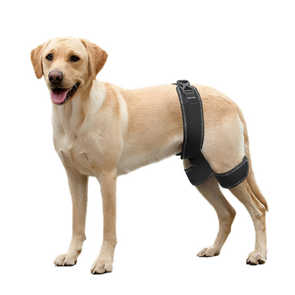 Dog Hip Support Brace