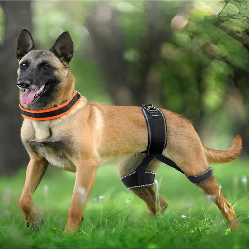 Dog Hip Support Brace